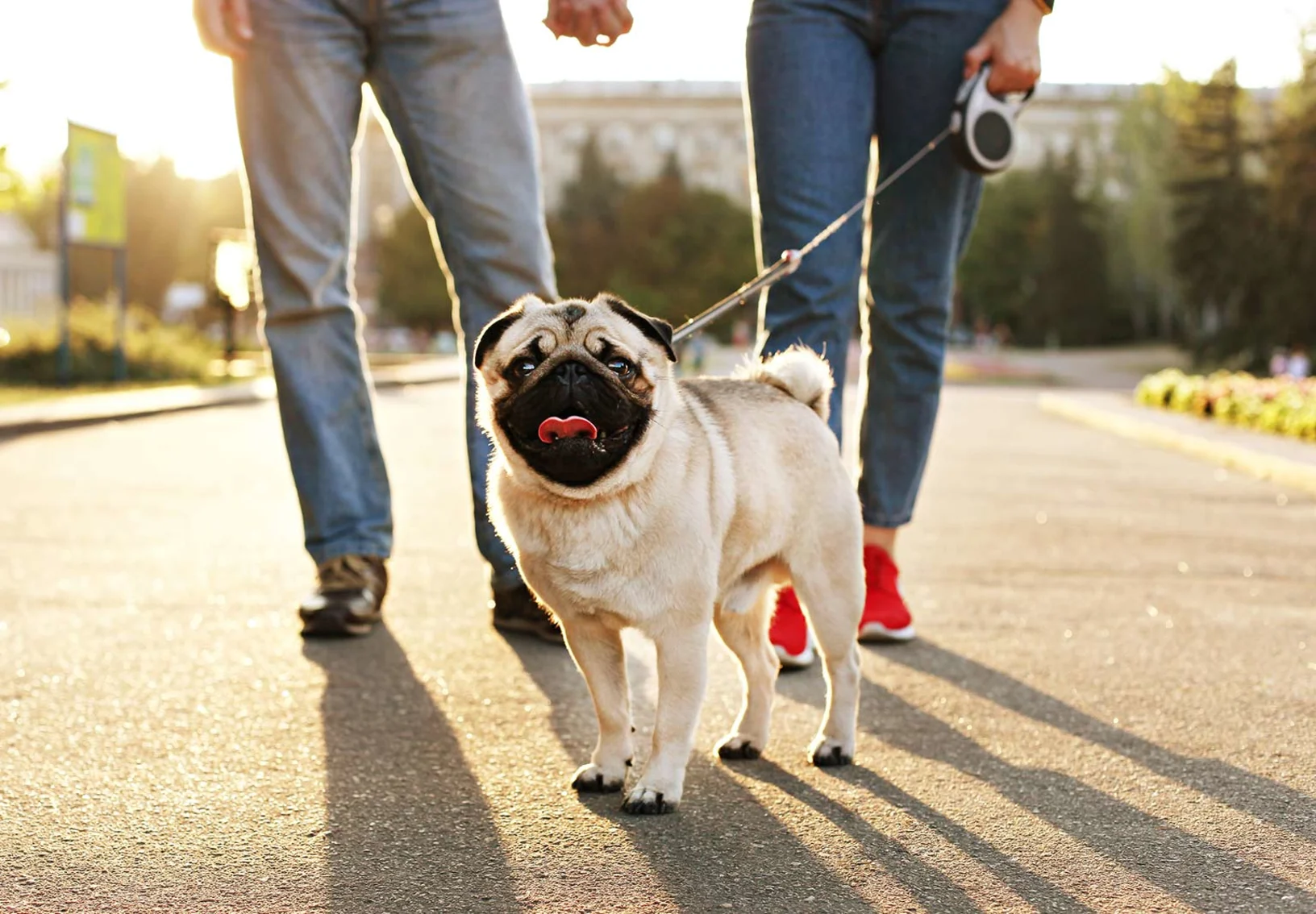 pug being walked by owners